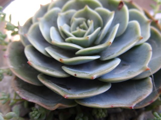 Suculenta