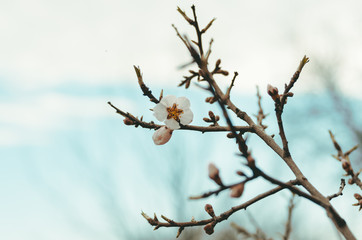 Fruit tree branch close up in blossom