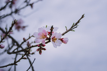 Fruit tree branch close up in blossom
