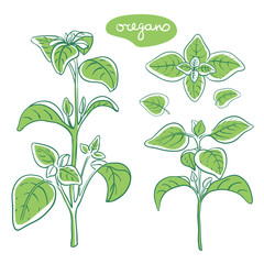 Oregano sprig and leaves/ Hand drawn culinary herbs and spices/ Oregano parts colorful sketch collection/ Vector illustration