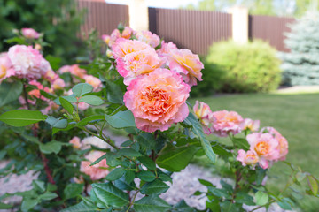 Two tone pink and orange blooming rose bushes on blur background of conifers and deciduous plants and a lawn.Selective focus.Concept of landscape design for gardens,yards and parks.