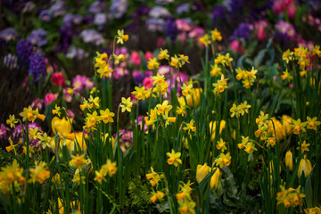 Obraz premium Daffodil (Narcissus poeticus) flower