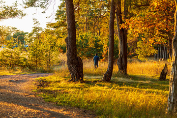 A man walks Nordic walking in a forest in autumn © Björn Kristersson