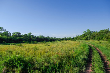 Obraz premium Dry grassland