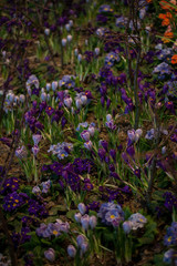 Beautiful background of blooming crocus,bluebells and primula flower bed