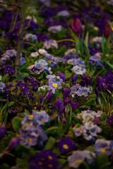 Fototapeta premium Beautiful background of blooming crocus,bluebells and primula flower bed