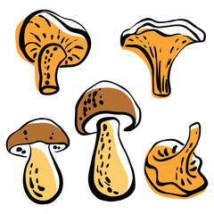 Wild mushrooms, chanterelle mushrooms. Colorful sketch of vegetables isolated on white background. Doodle hand drawn vegetables. Vector illustration