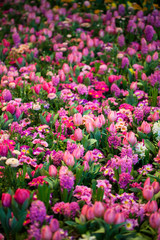 Colorful Tulips, Hyacinthus, Narcissus, Primula,Ranunculus Flowerbeds in International 