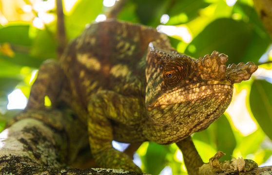 close up of colourful male parson's chamaleon looking at camera in natural habitat during daylight in andasibe-mantandia national parc madagascar