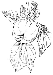 Vector illustration af an apple with leaves, hand drawn ink drawing.