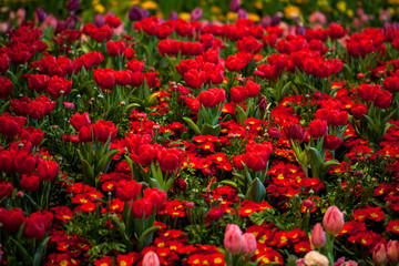 Red tulips and red primula flower bed