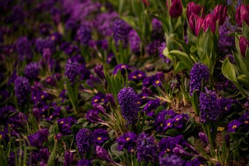 Beautiful background of blooming crocus,bluebells and primula flower bed