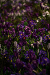 Naklejka premium Beautiful background of blooming crocus,bluebells and primula flower bed