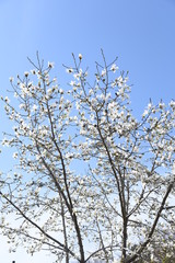 Magnolia kobus blossoms / magnolia kobus blooms white flowers in early spring. The buds are used for crude drugs, and the fruits are used for fruit wine.