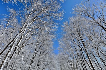 Beautiful winter landscape with snow.