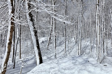 Beautiful winter landscape with snow.