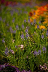 Grape hyacinth (muscari), crocus and primula in spring garden flower bed.