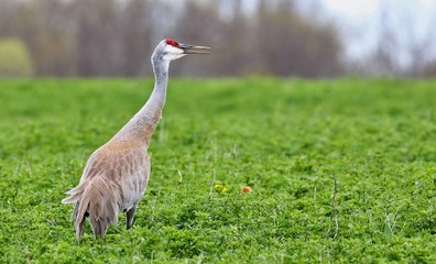 Obraz premium The Sandhill cranes on meadow in wildlife and conservation area, where its baby peeks out of the grass.