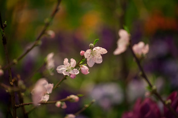 Pink tree blossoms in a spring garden