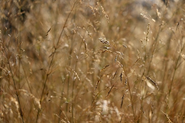 Fototapeta premium Wildflowers in a meadow, illuminated by warm sunset light. Selective focus.