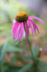 pink cone flower