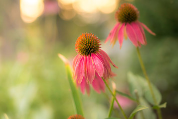 pink cone flowers