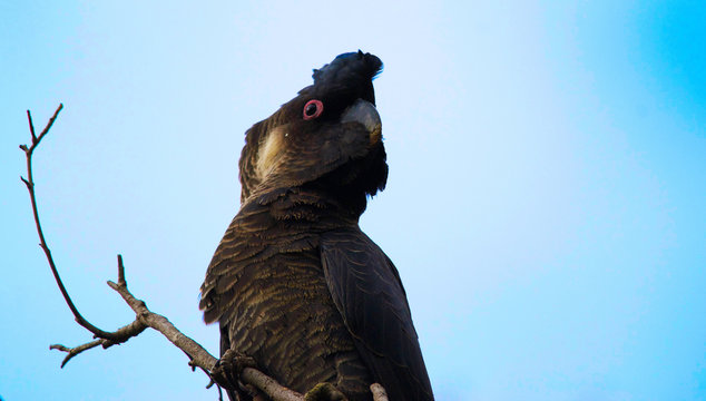 Carnaby's Black Cockatoo In Australia