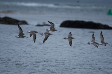 Bar Tailed Godwits in Ireland