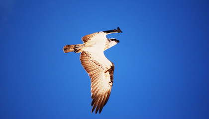 A Eastern Osprey in Australia
