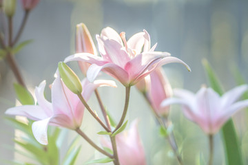 Fototapeta premium Lily group