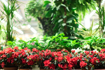 Fototapeta na wymiar red flowers in pots. greenhouse with various kinds of indoor flowers and large green trees