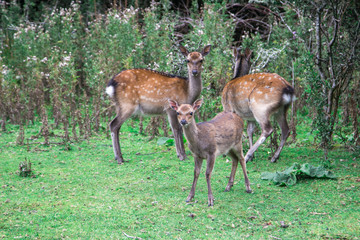 Rehe Innisfallen Island