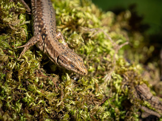Lézard des murailles.