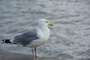 Fototapeta na wymiar Close up Seagull running on the shore.Copenhagen