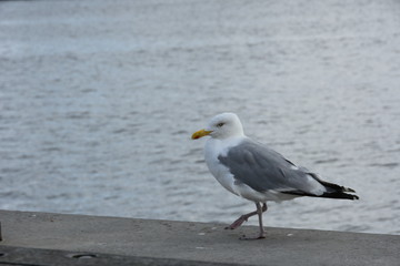 Fototapeta na wymiar Close up Seagull running on the shore.Copenhagen