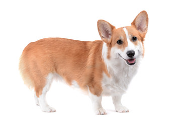 pembroke welsh corgi standing