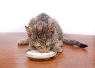 kitten drinking milk