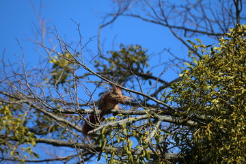 eichhörnchen