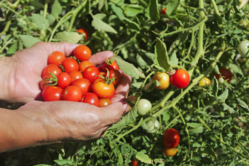 cherry tomatoes plant and harvest