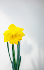 Spring time: yellow narcissus  flowers