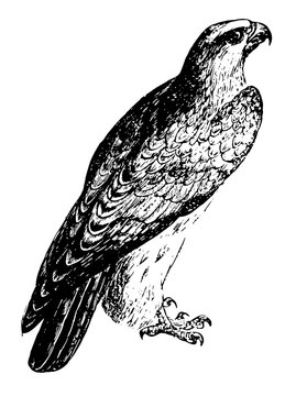 Falcon, vintage illustration.