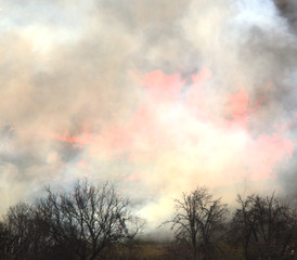 Trees in smoke from a fire. Black smog from a fire. Photo with smoke for design. Fire in nature.