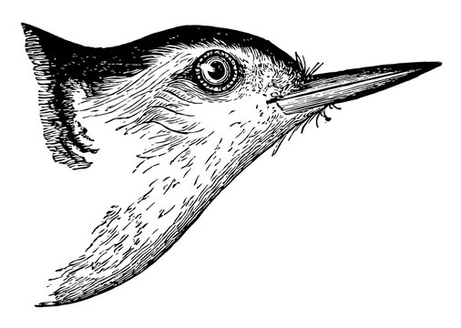 recommend clip art: White Bellied Nuthatch, vintage illustration.