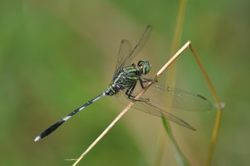 dragonfly close up on a reed