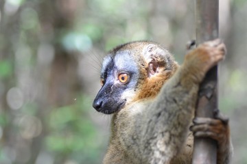 a brown lemur hangs from a tree trunk