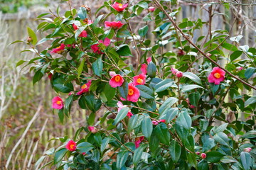 A pink camelia japonica flower in bloom