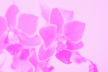 Fototapeta na wymiar Beautiful delicate pink phalaenopsis orchid flowers, soft toned