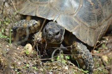 a steppe turtle looks at the camera