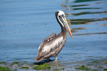 A Peruvian Pelican stands in the water