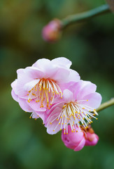 Pink flowers of the ume Japanese apricot tree